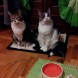 Catsitter - immagine 1