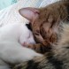 Catsitter - immagine 2